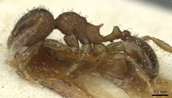 <i>Pheidole heterothrix</i>的圖片