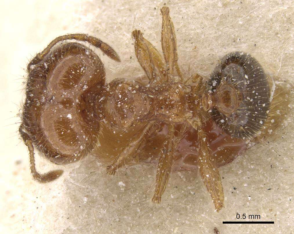 Image of Pheidole pallidula (Nylander 1849)