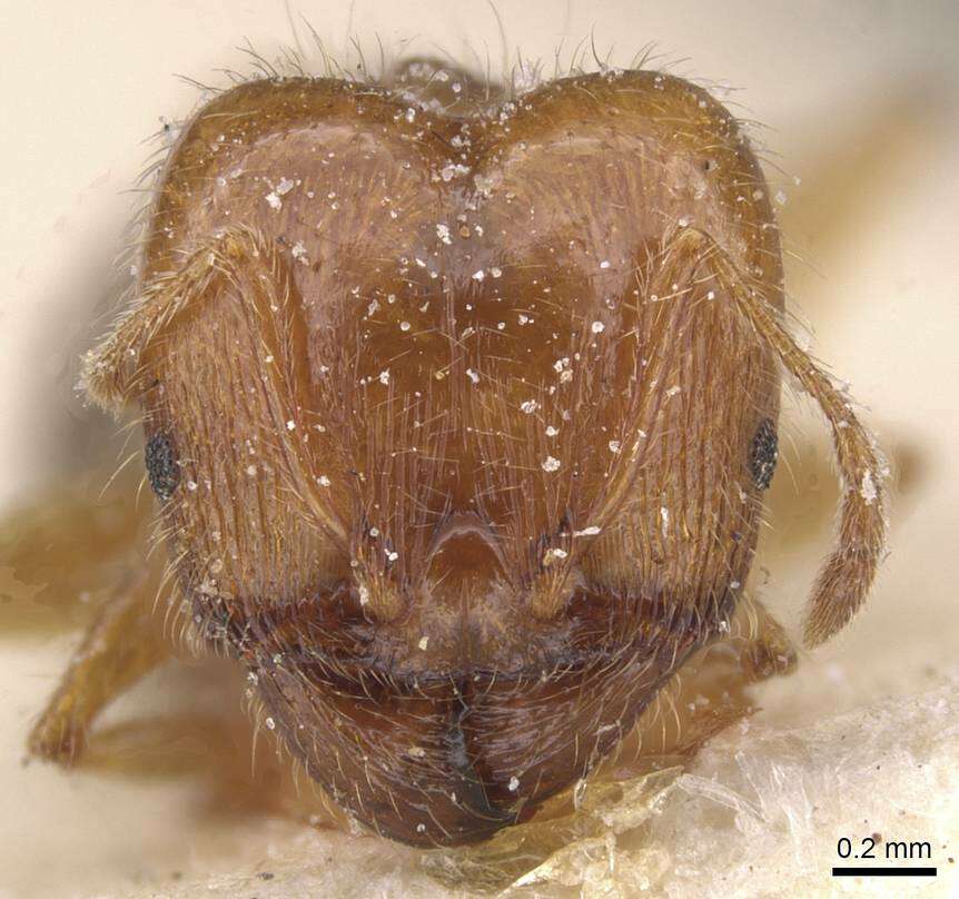 Image of Pheidole pallidula (Nylander 1849)