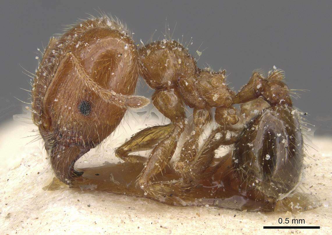 Image of Pheidole pallidula (Nylander 1849)