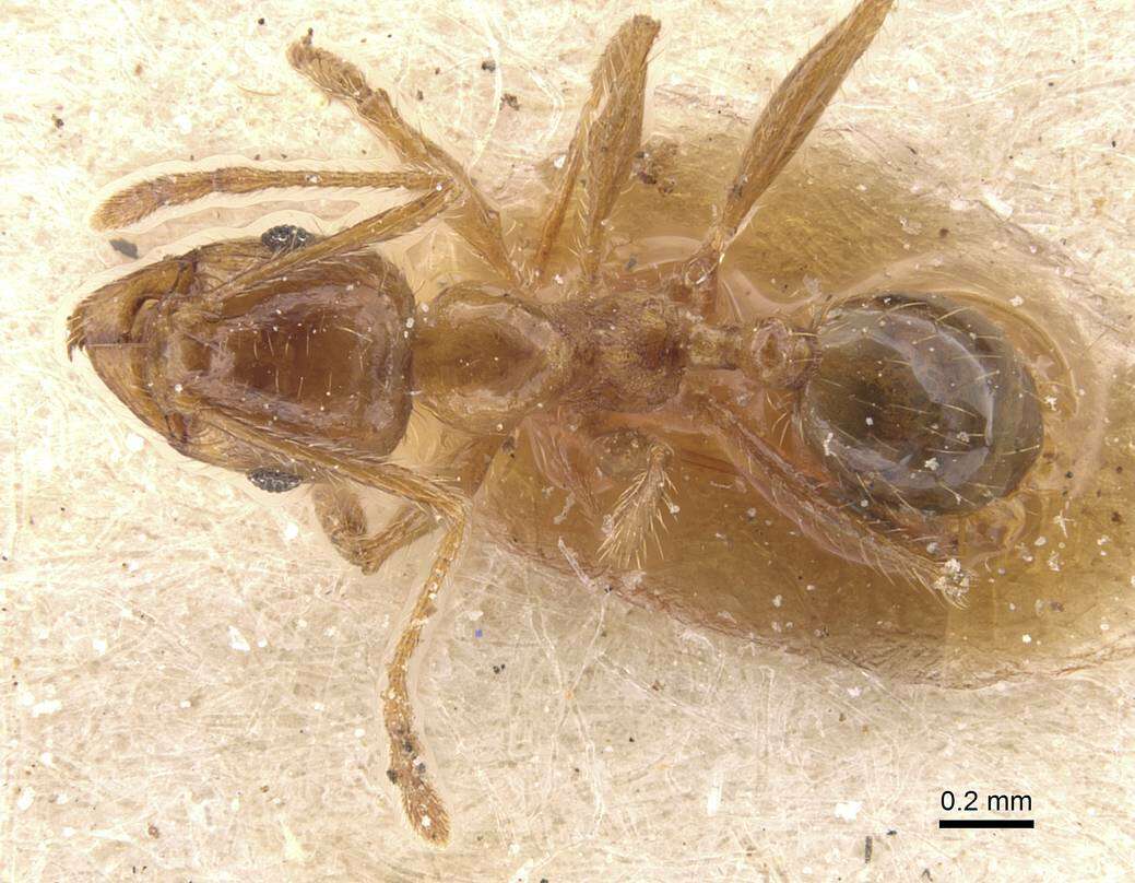 Image of Pheidole pallidula (Nylander 1849)