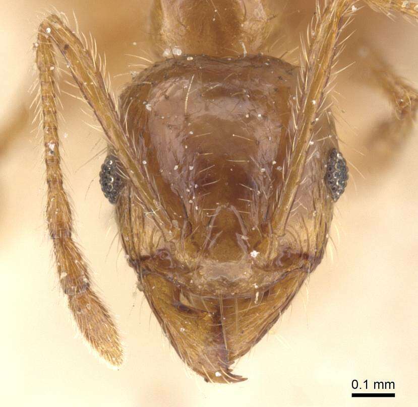 Image of Pheidole pallidula (Nylander 1849)