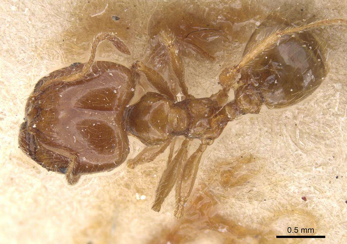 Image of Pheidole pallidula (Nylander 1849)