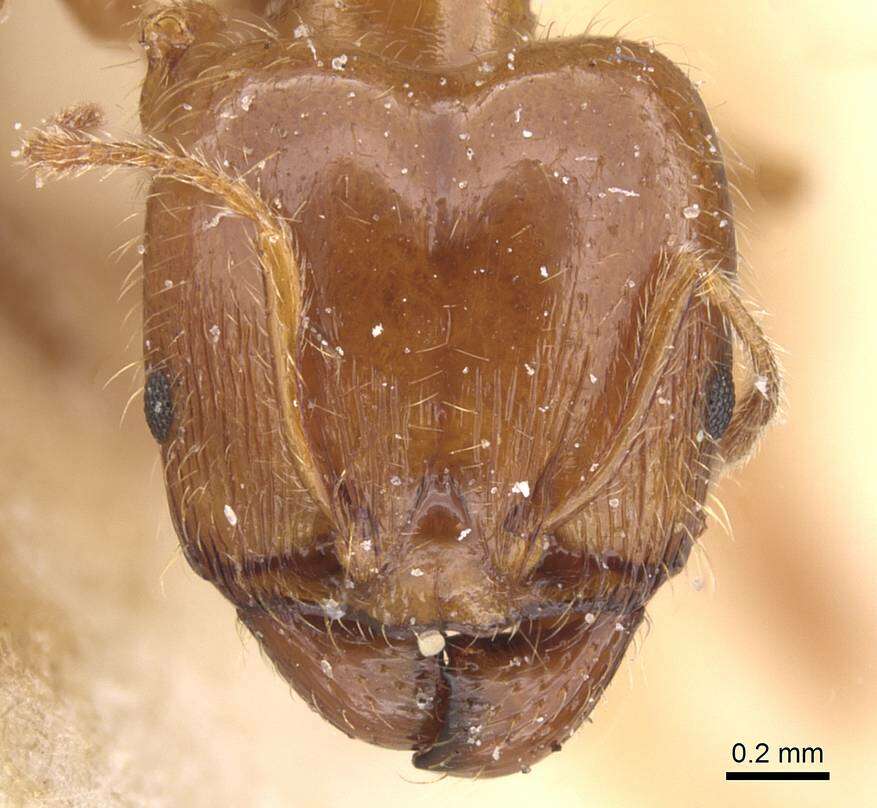 Image of Pheidole pallidula (Nylander 1849)