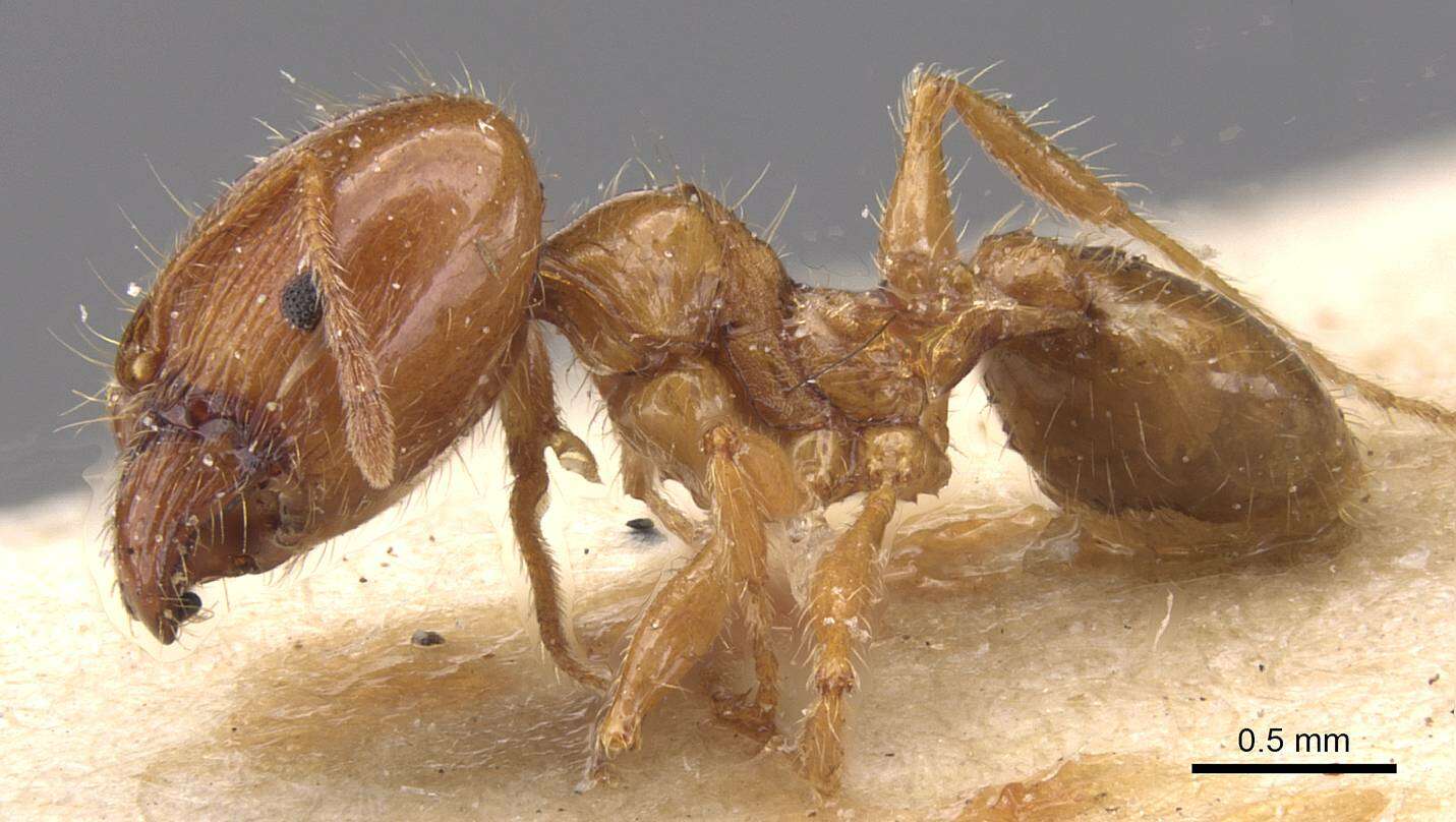 Image of Pheidole pallidula (Nylander 1849)