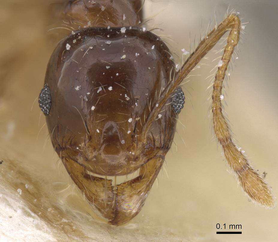 Image of Pheidole pallidula (Nylander 1849)