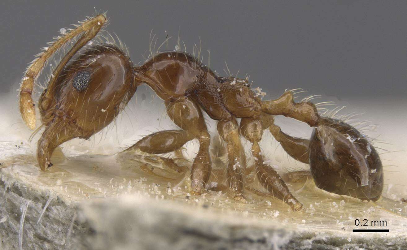 Image of Pheidole pallidula (Nylander 1849)