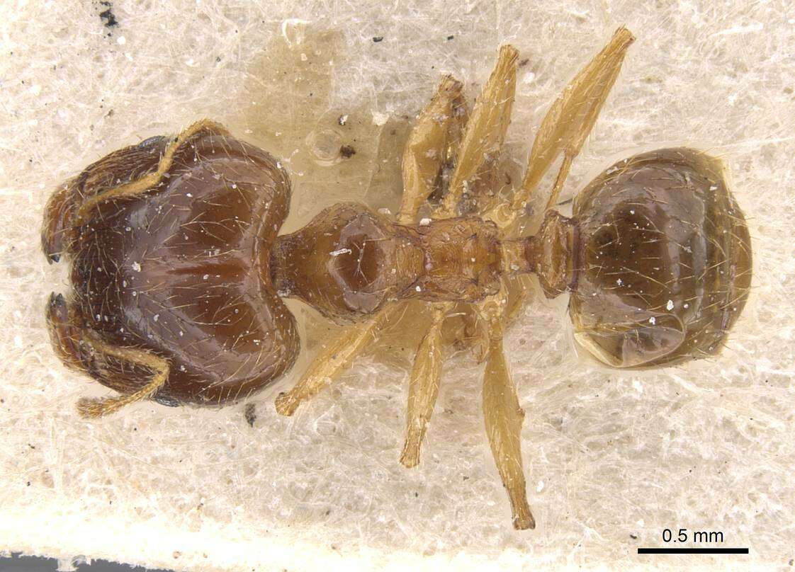 Image of Pheidole pallidula (Nylander 1849)