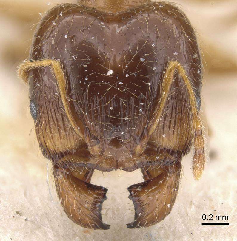 Image of Pheidole pallidula (Nylander 1849)