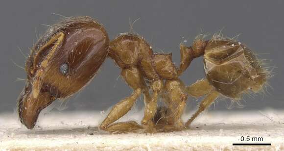 Image of Pheidole pallidula (Nylander 1849)