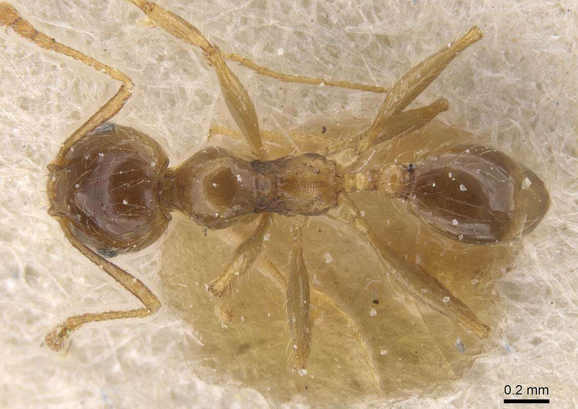 Image of Pheidole pallidula (Nylander 1849)