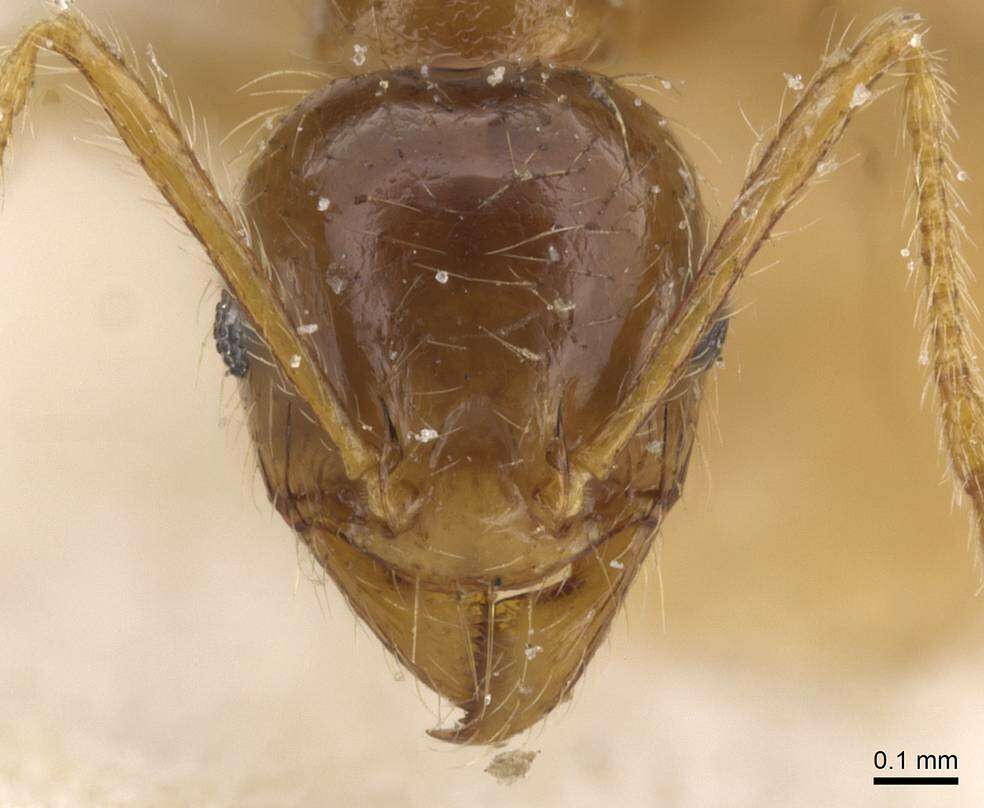 Image of Pheidole pallidula (Nylander 1849)