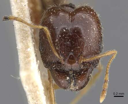 Image of Pheidole pallidula (Nylander 1849)