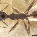 Image of Pheidole punctithorax Borgmeier 1929