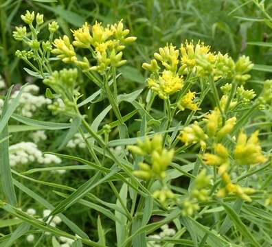 Image of Slender Goldentop