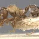 Plancia ëd <i>Pheidole schmalzi</i>