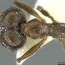 Image of Pheidole riveti Santschi 1911