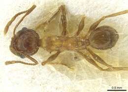 Image of Formicoidea