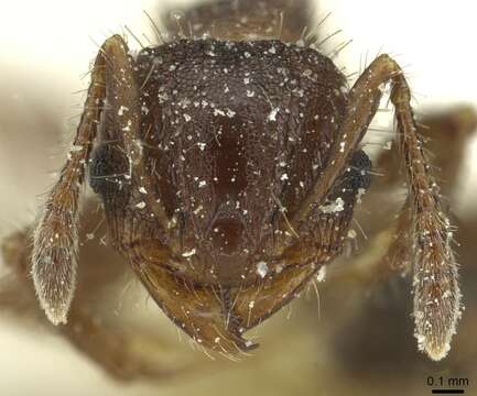 Image of Pheidole scapulata Santschi 1923