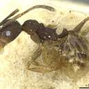 Image of <i>Pheidole geraesensis</i>