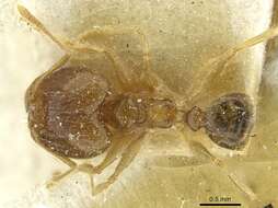 Image of Pheidole squalida Santschi 1910