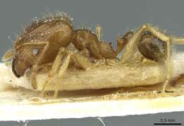 Image of Pheidole squalida Santschi 1910