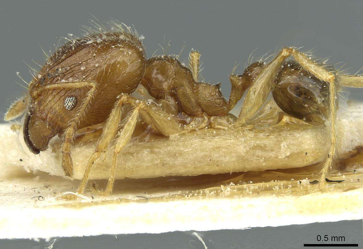 Image of Pheidole squalida Santschi 1910