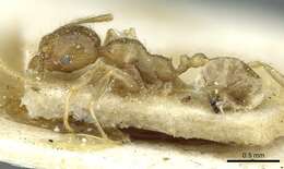 Image of Pheidole squalida Santschi 1910