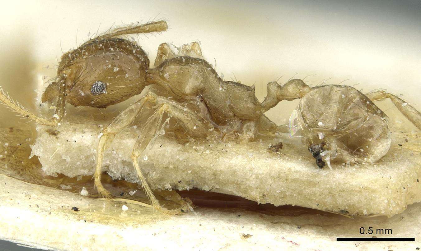 Image of Pheidole squalida Santschi 1910