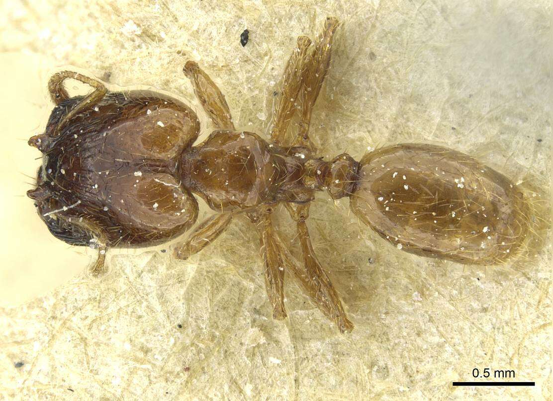 Image of Pheidole subarmata Mayr 1884