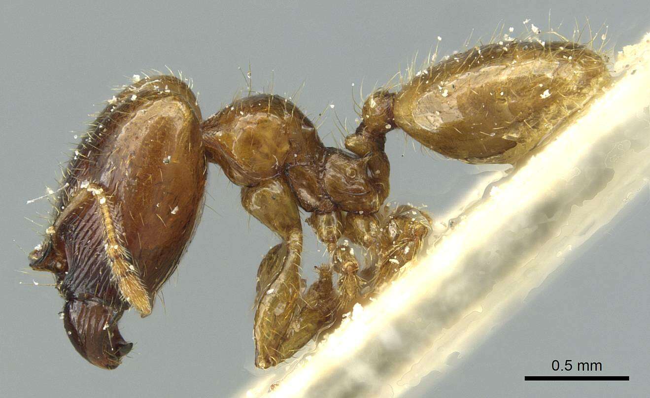 Image of Pheidole subarmata Mayr 1884