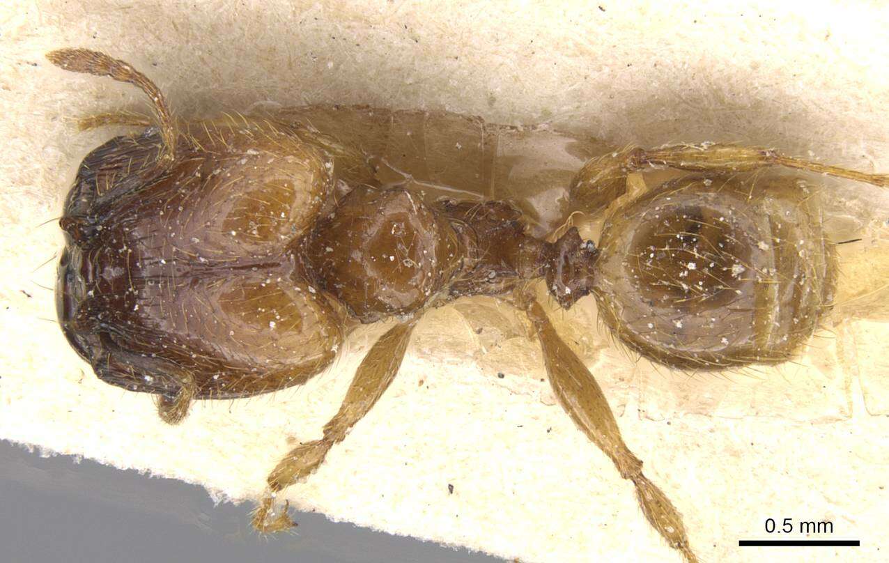 Image of Pheidole subarmata Mayr 1884