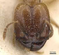 Image of Pheidole subarmata Mayr 1884