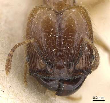 Image of Pheidole subarmata Mayr 1884