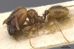 Image of Pheidole subarmata Mayr 1884