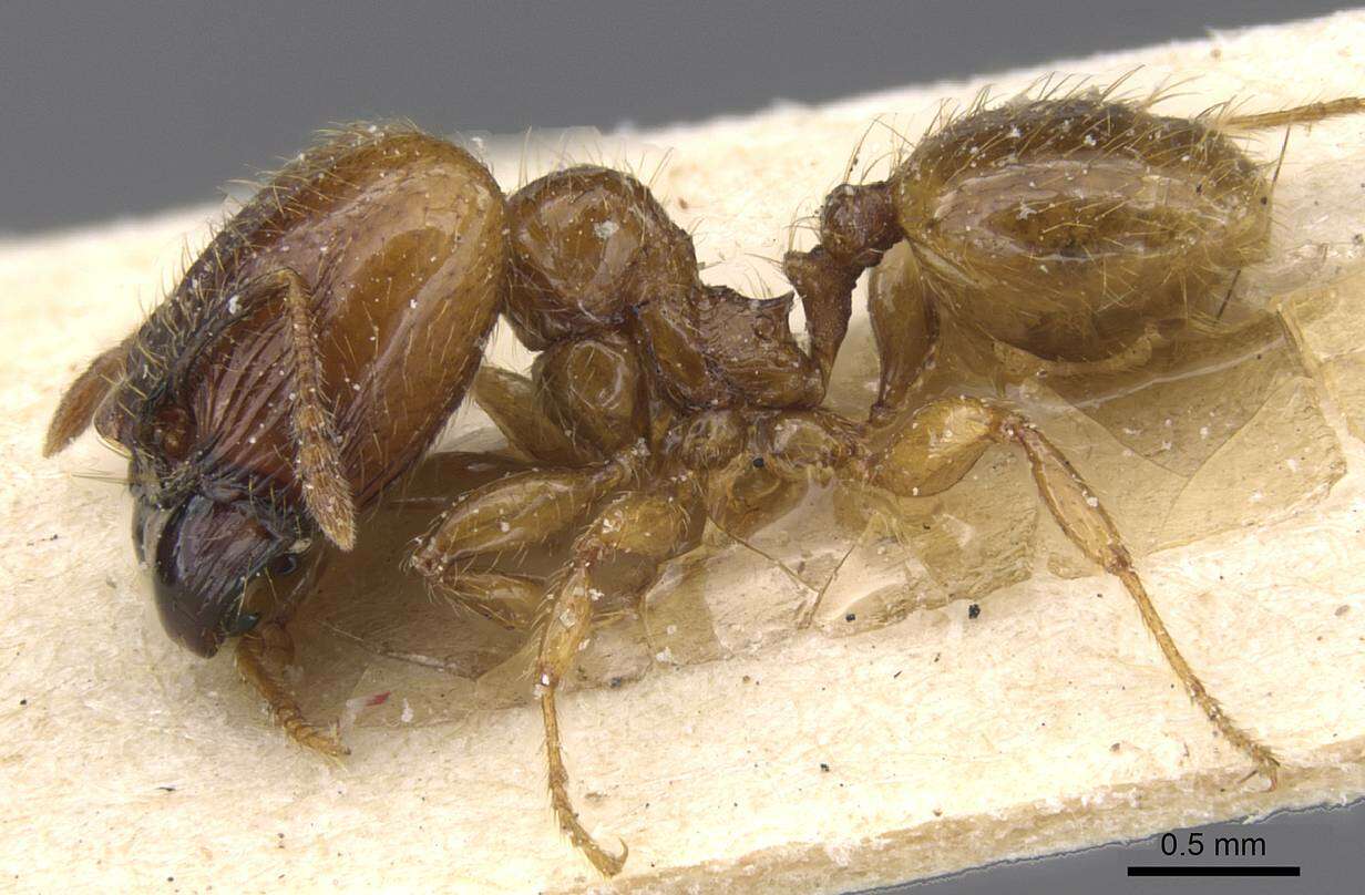 Image of Pheidole subarmata Mayr 1884