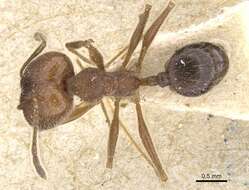 صورة Pheidole susannae Forel 1886