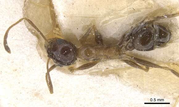 Image of Pheidole indica Mayr 1879