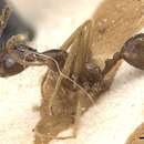 Image of <i>Pheidole durionei</i>