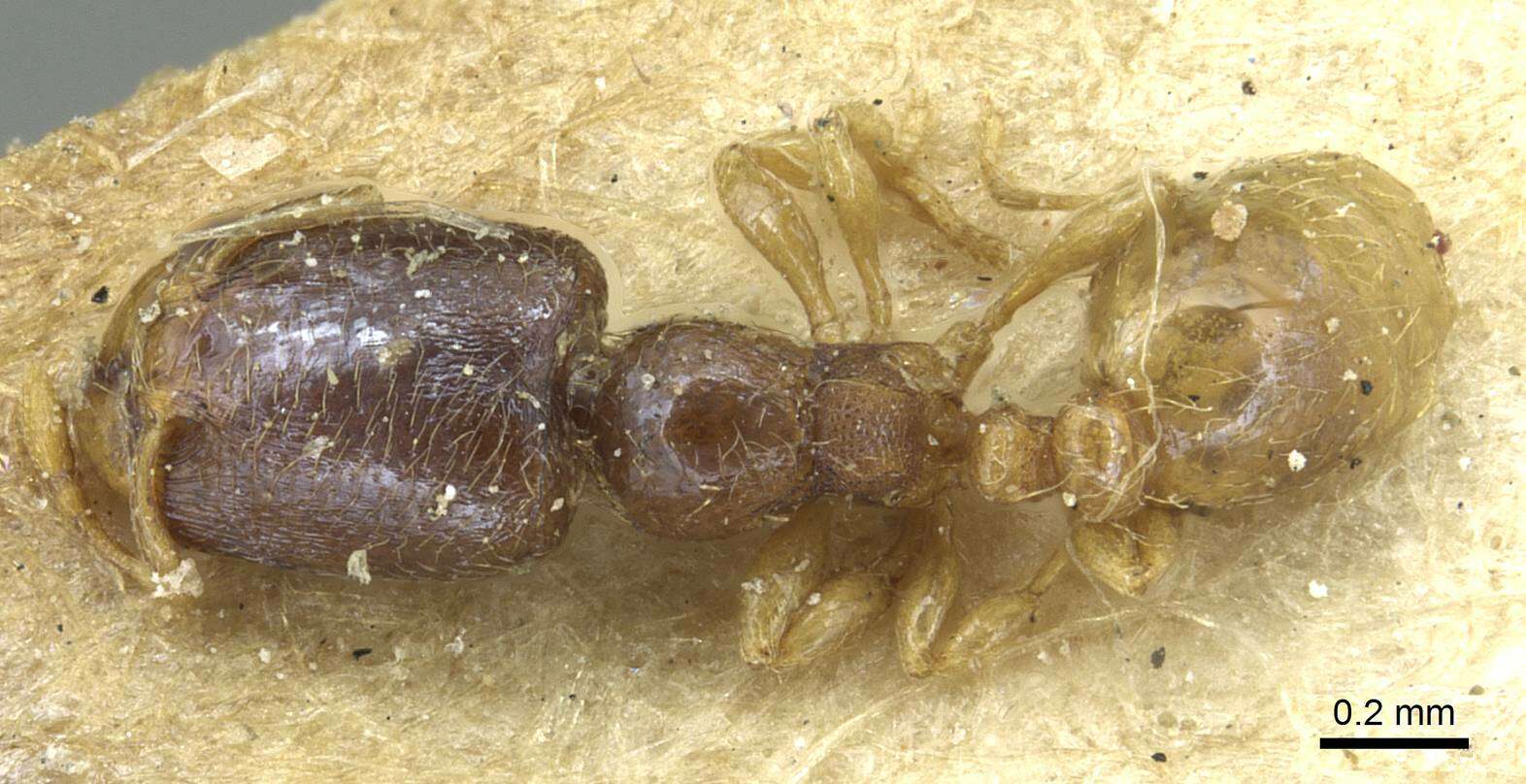 Image of Carebara arnoldiella