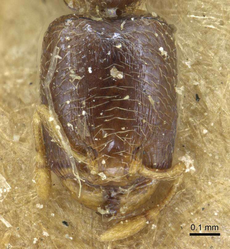 Image of Carebara arnoldiella