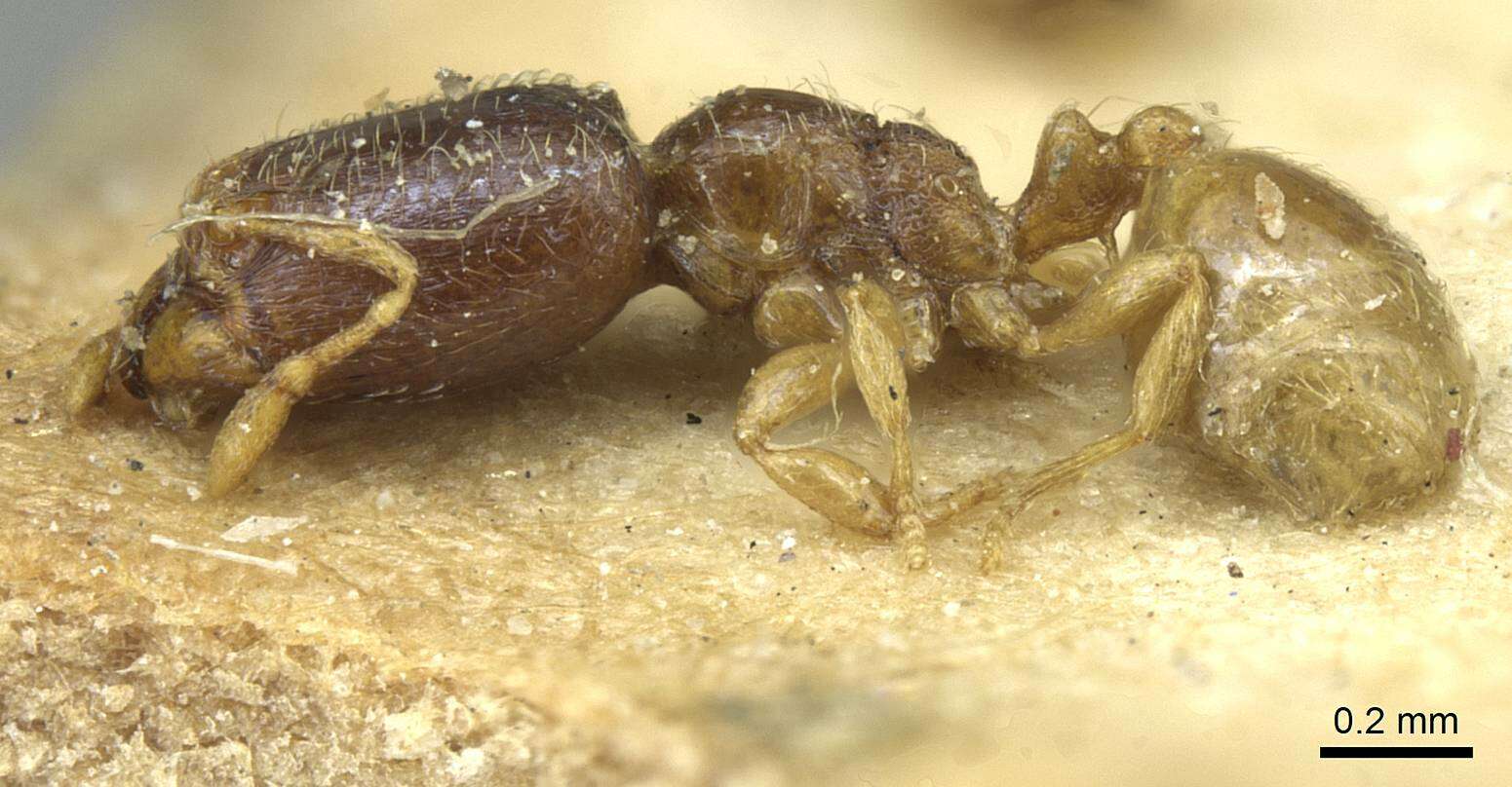 Image of Carebara arnoldiella