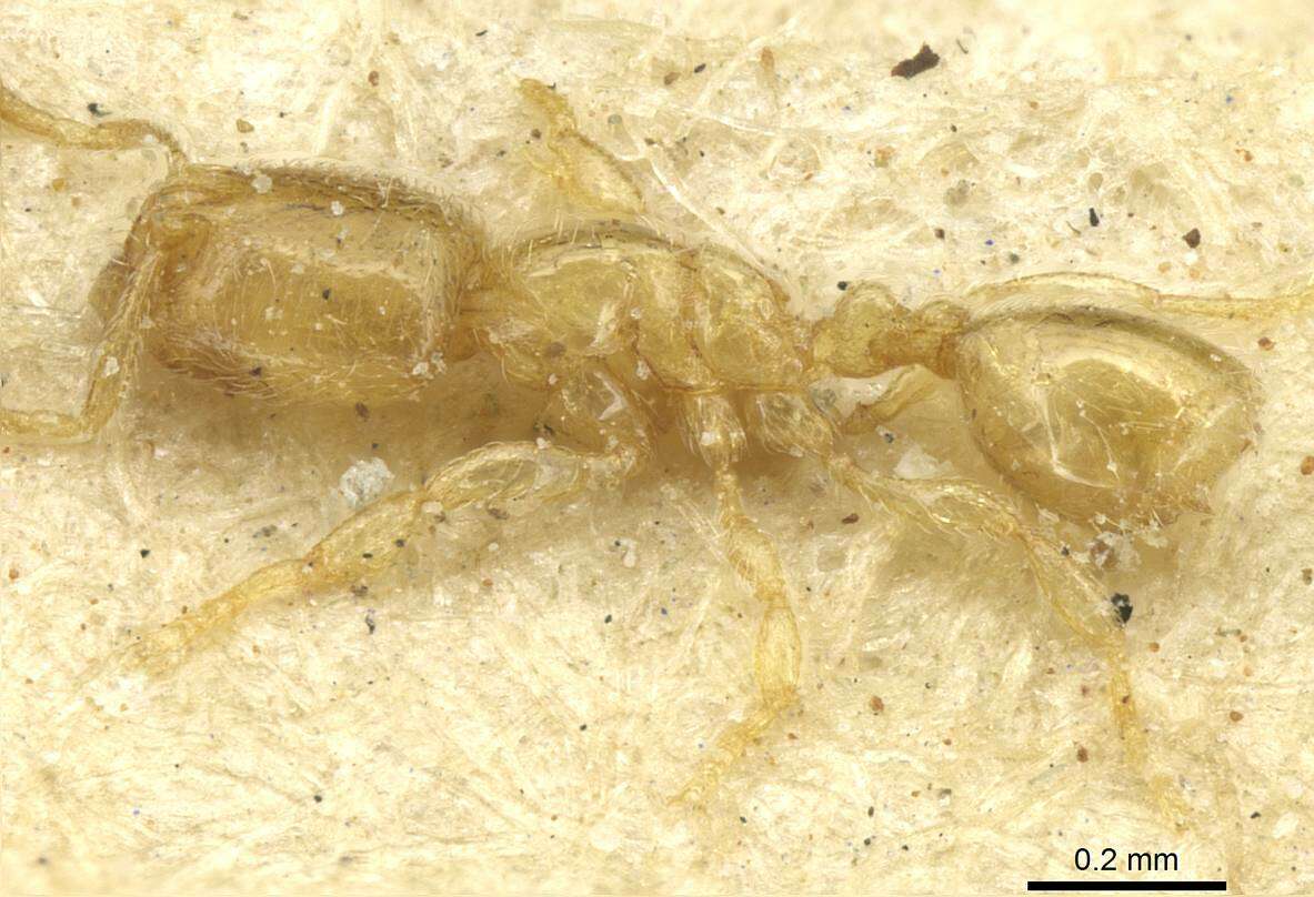 Image of Carebara lucida