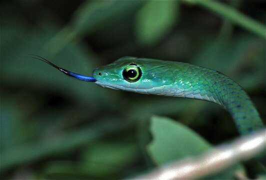 Image of Spotted Bush Snake