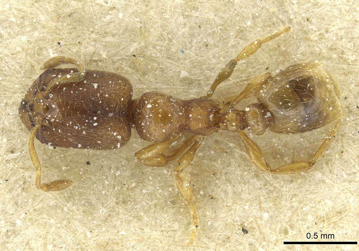 Image of Carebara semilaevis