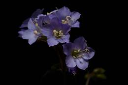 Image of Greek valerian