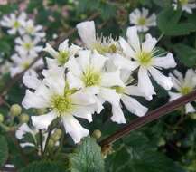 Image of Clematis potaninii Maxim.