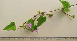 Image of Ipomoea cynanchifolia Meisn.