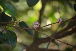 Image of Memecylon umbellatum Burm. fil.