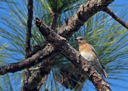 Image of Eastern Bluebird